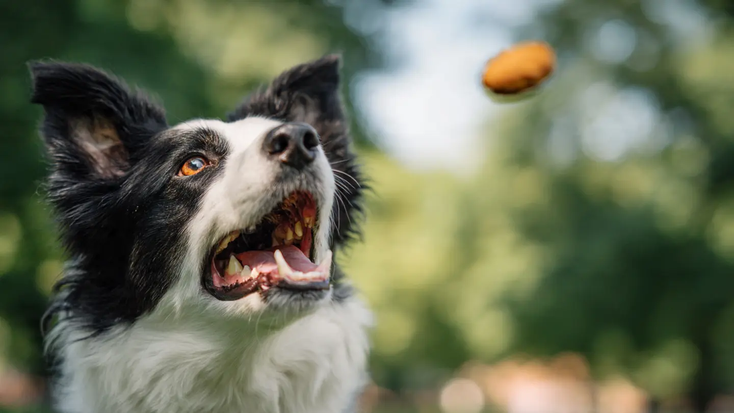¡Premios y Snacks para Consentirlos!